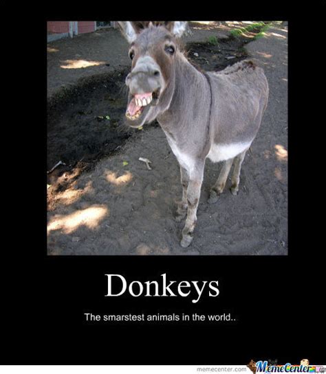 donkey meme pic|funny donkey meme sound.